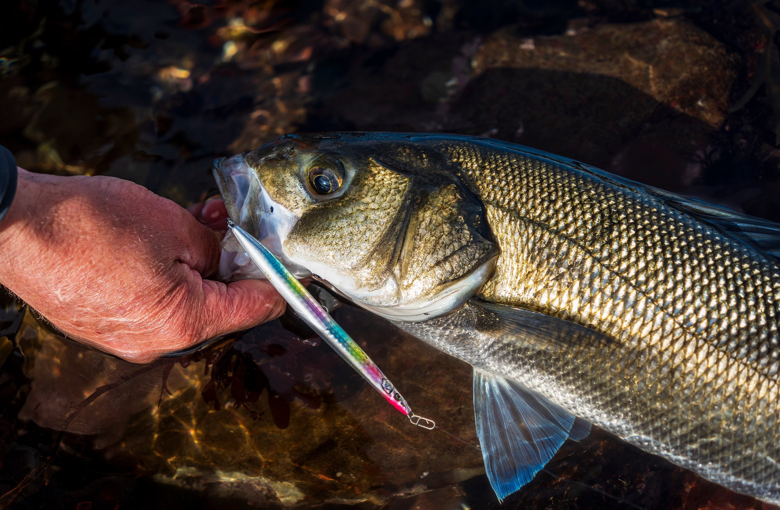 Soft Plastic Fishing Lures Kit Bass Hook Slot Freshwater - Temu United  Kingdom