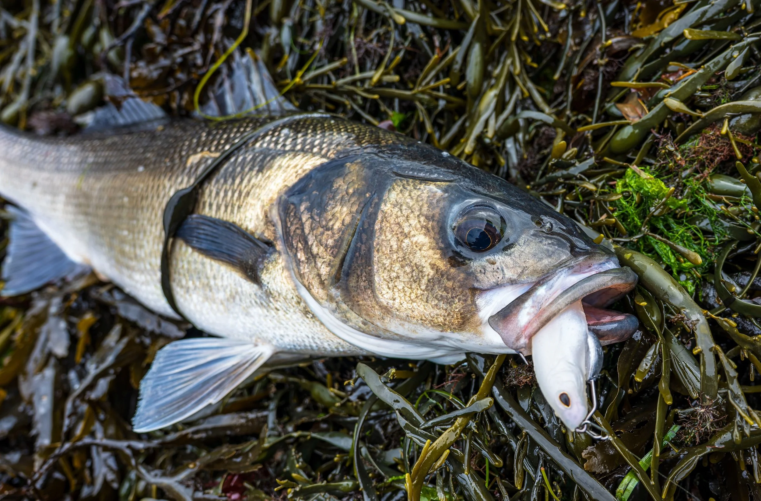 Love it when trying something different produces fish (smaller wide-gape weedless hooks with bigger belly weights)