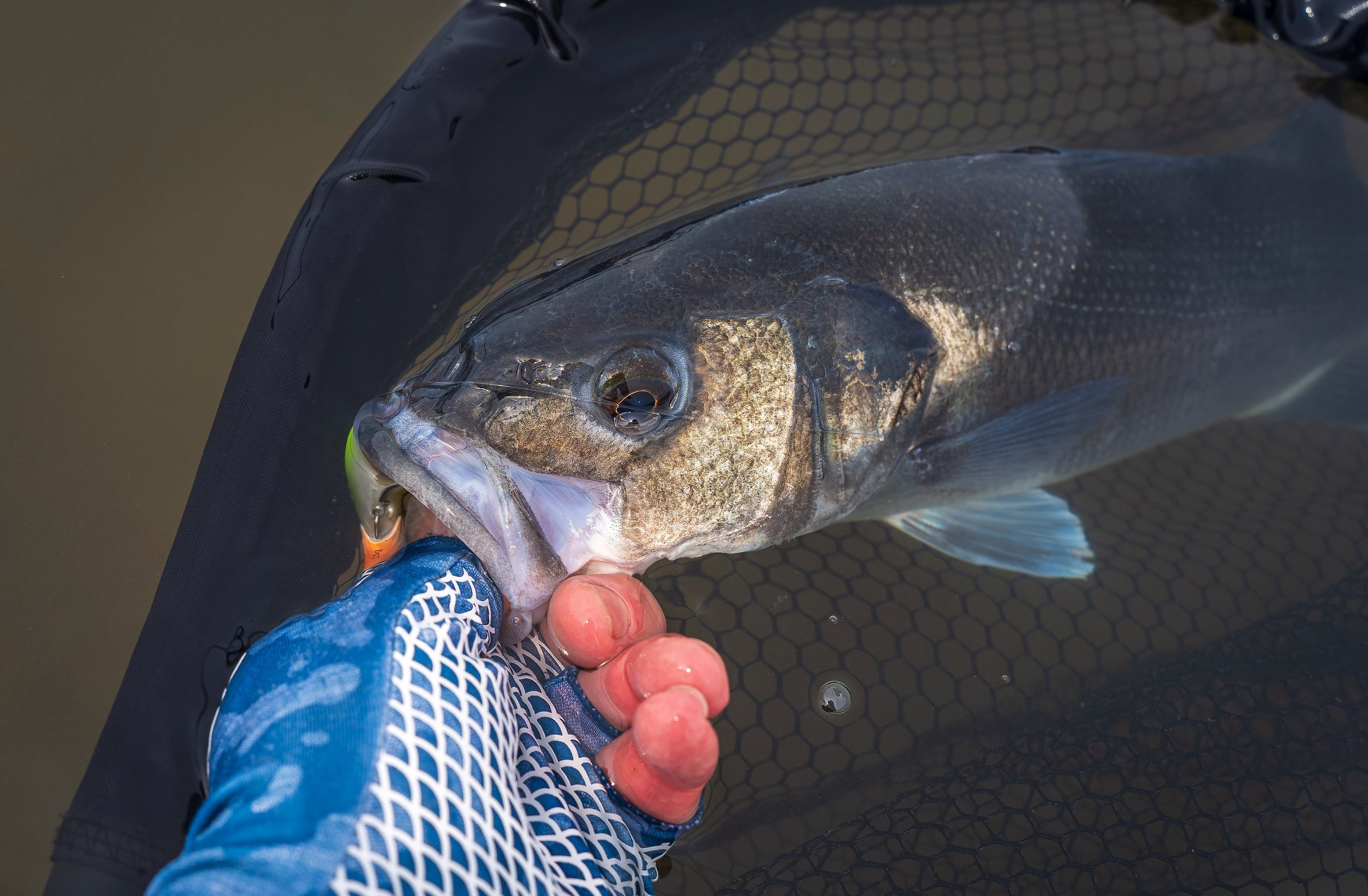 Why don't more bass anglers carry a landing net? Is it a macho