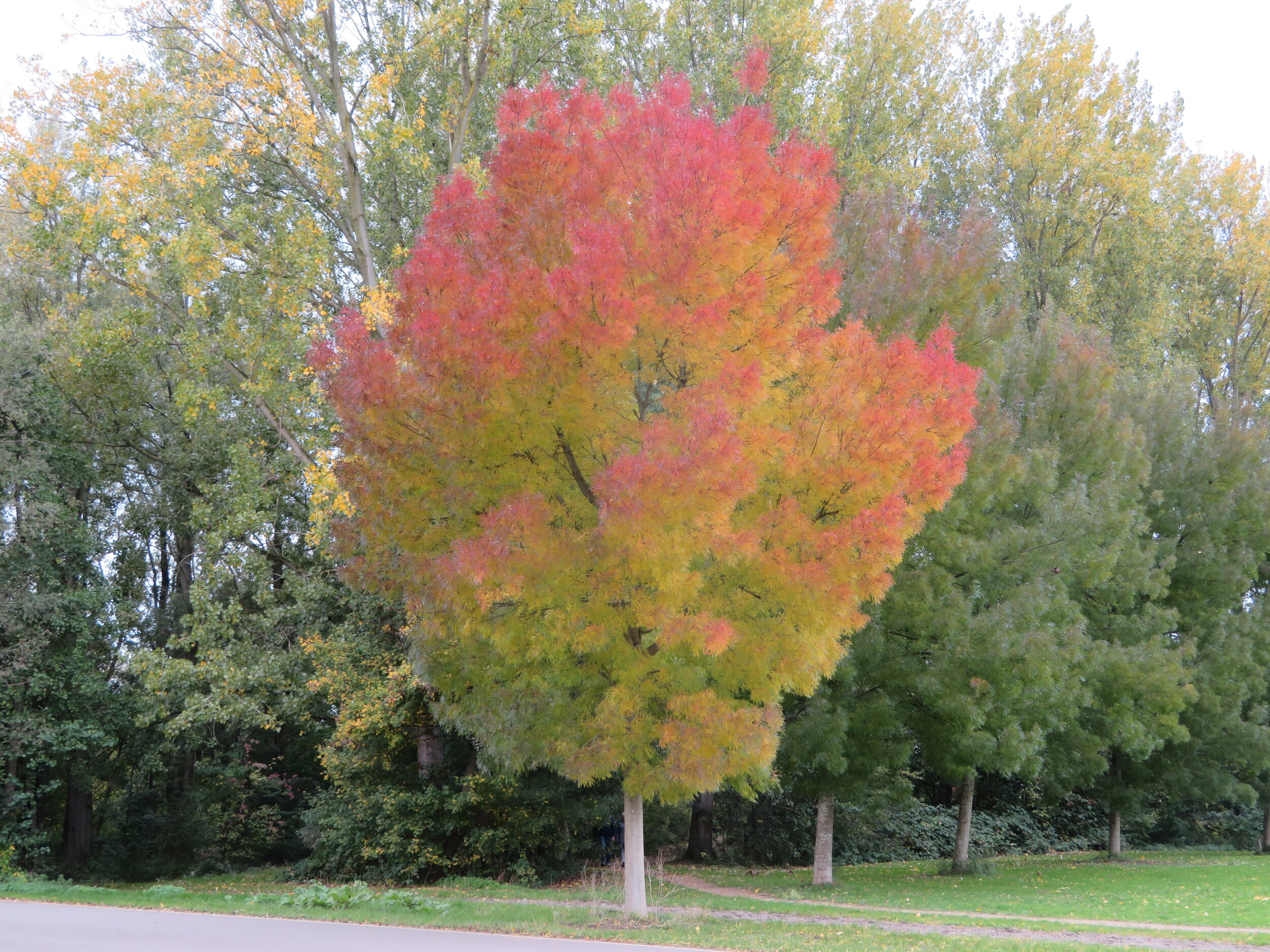 Herfstkleuren in Lage Bergse Bos (foto JHH)