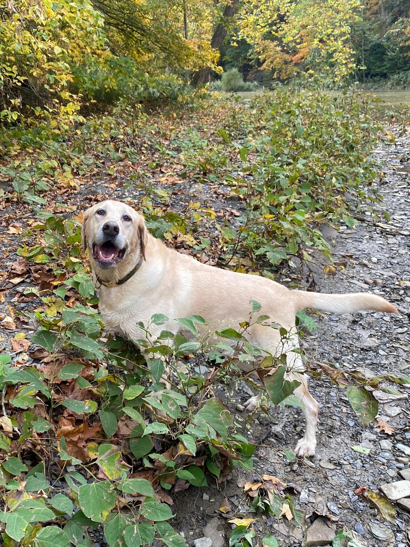 A week ago we said goodbye to this sweet face. He came into our lives like a bull in a china shop and stayed that way through the 10 amazing years we had with him. He never acknowledged his size, resting all 120#s on my legs every night. He thought e