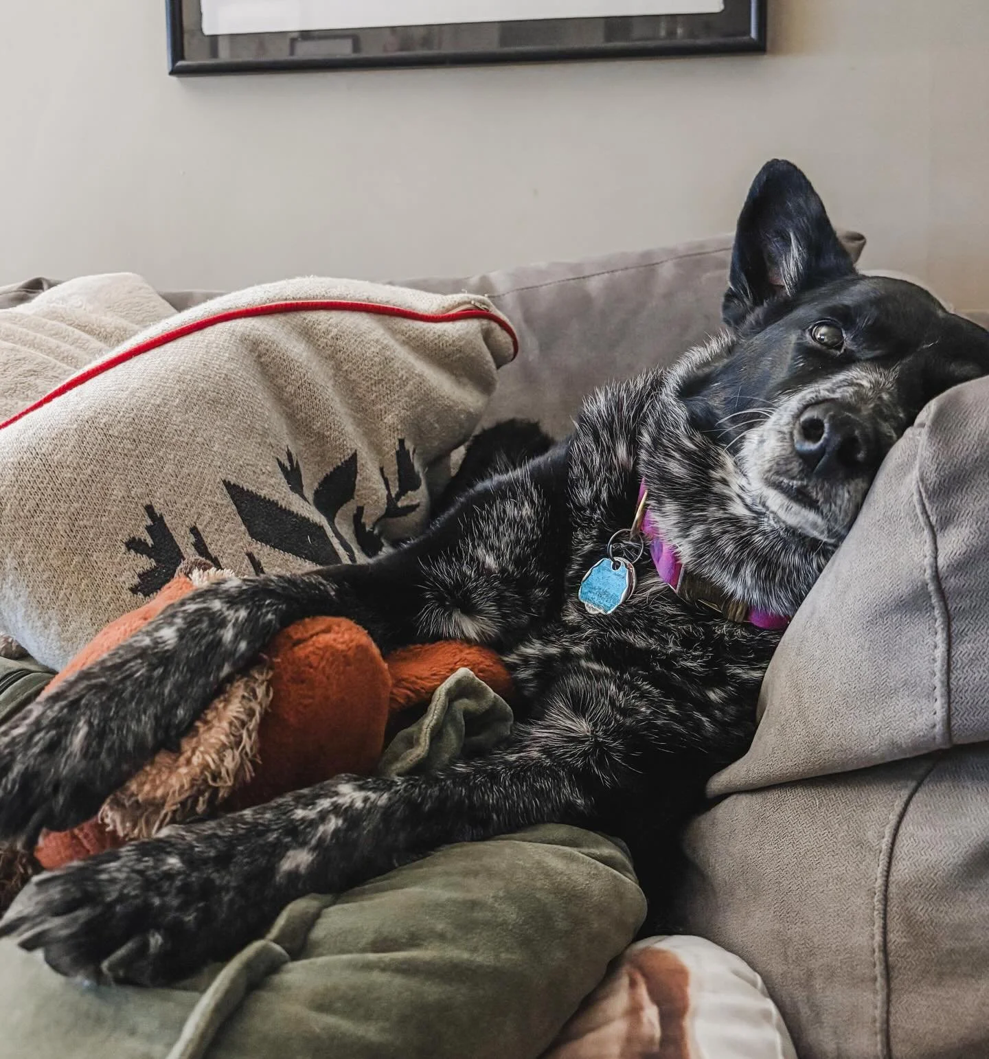 Don&rsquo;t be fooled&hellip;she looks cozy but she is going completely stir crazy with these sub zero temps.