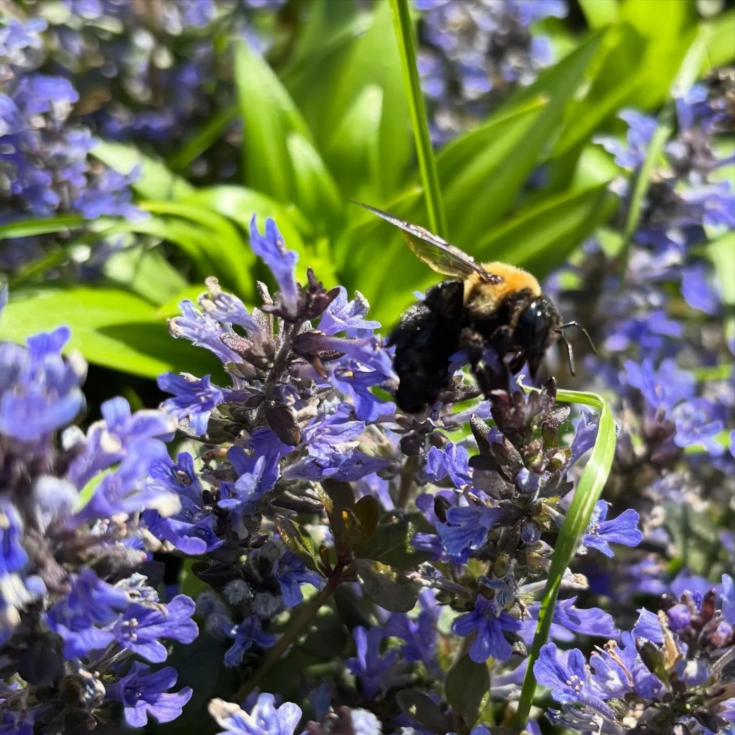 My bugle brings all the bees to the yard. #springblooms #chonkybee