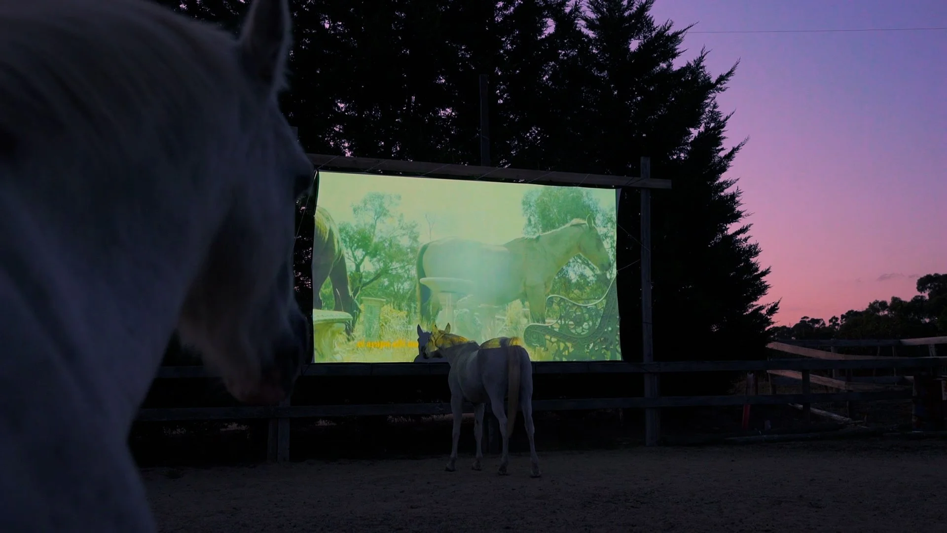 Wake for Horses