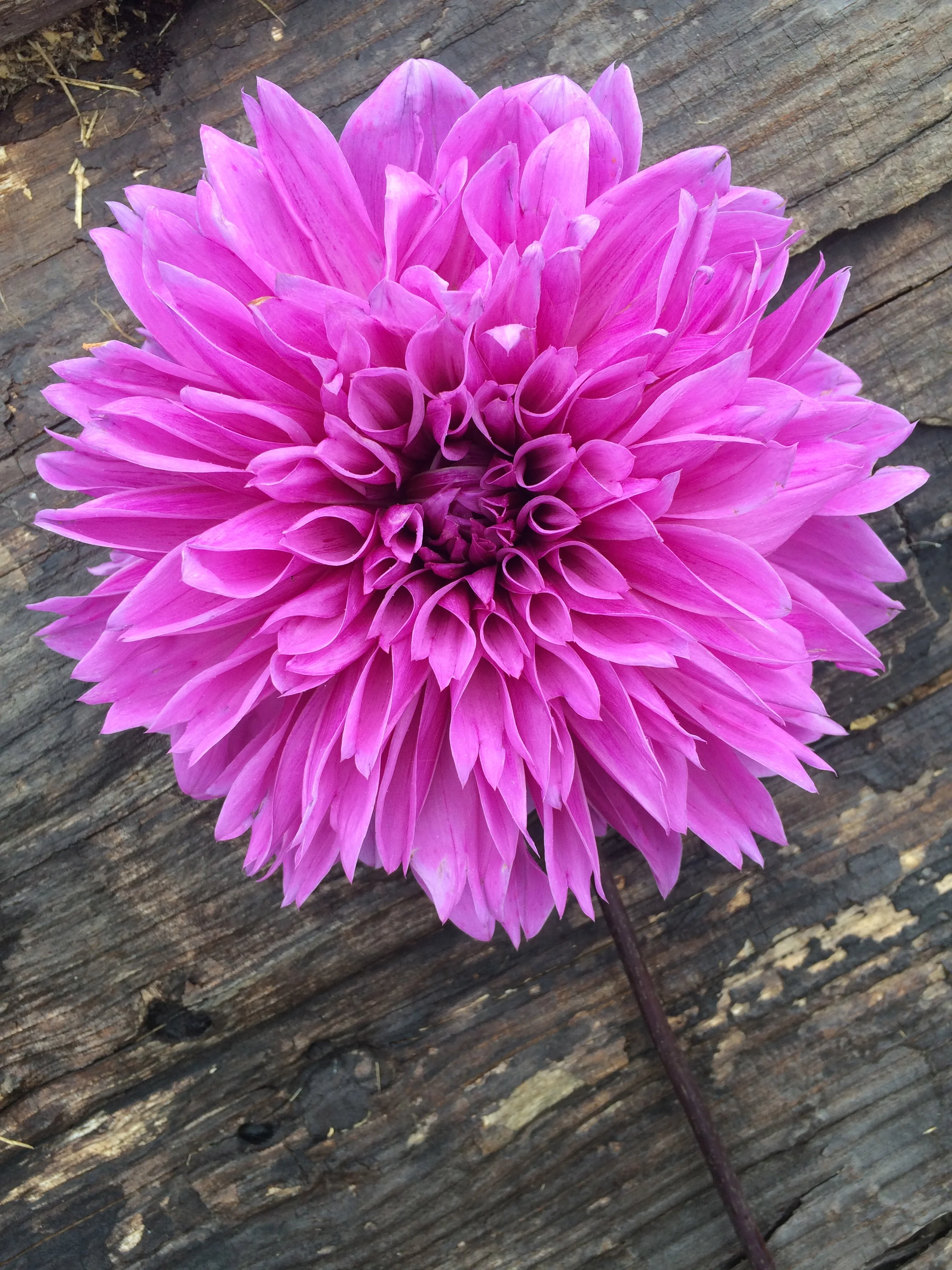 Dahlia on wood.jpg