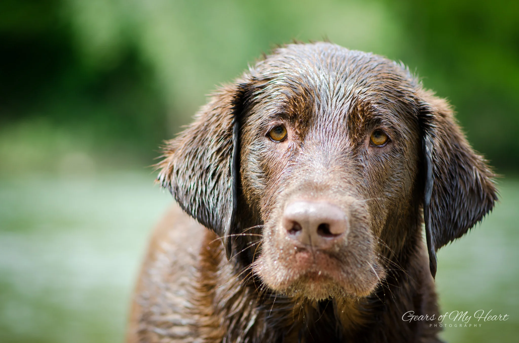 Dog Days + Personal | Neckartenzlingen, Germany