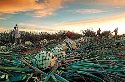 Provningar med AoP - tequila pina odlas av en agavero…