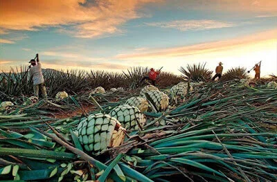 ruta+caminos+del+mezcal+oaxaca.jpg
