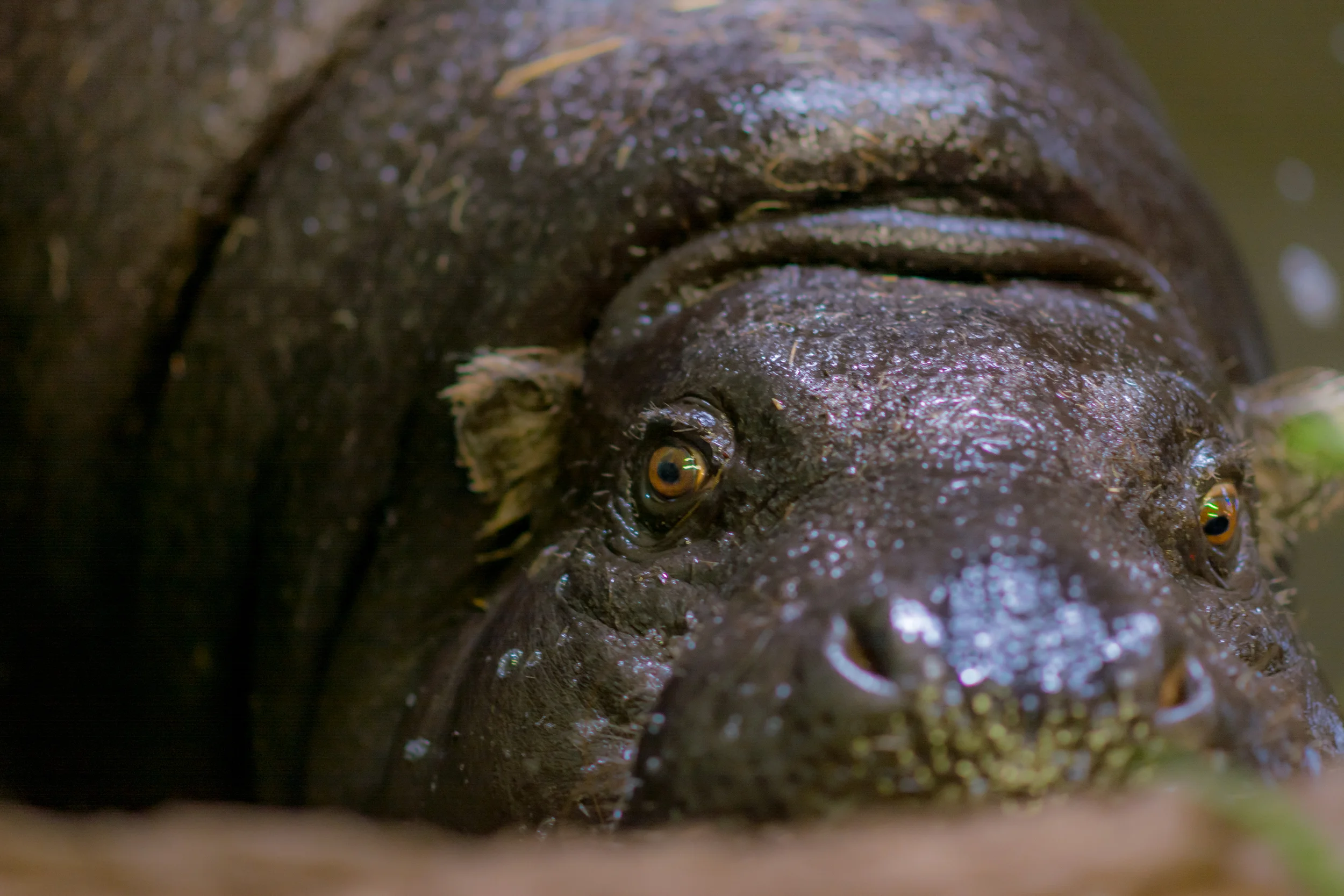 Pygmy HIppo Edinburgh Zoo - Sat 7 March 2015 -2777.jpg