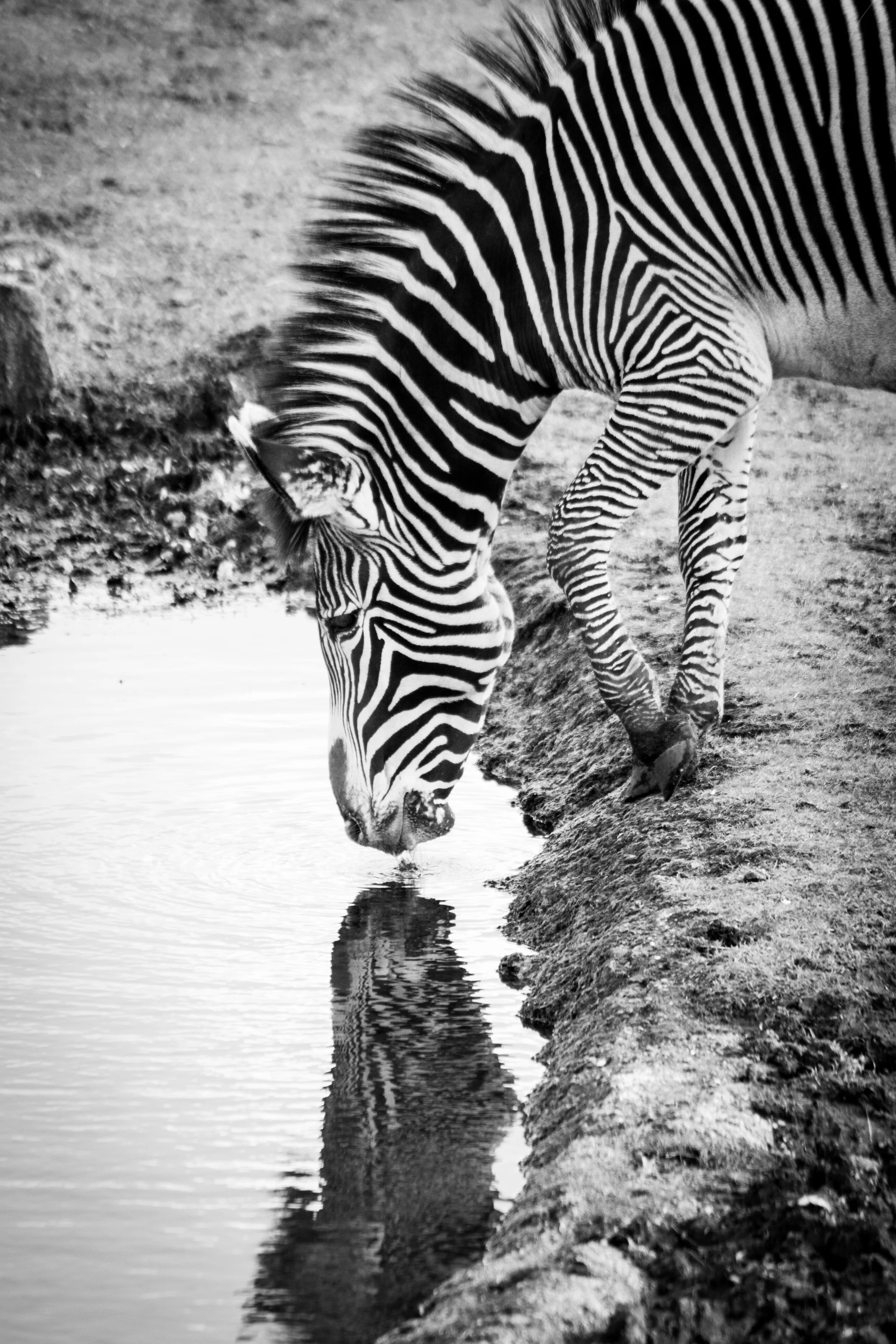 Zebra Reflection - Edinburgh Zoo - Sat 1 March 2014 -4183.jpg