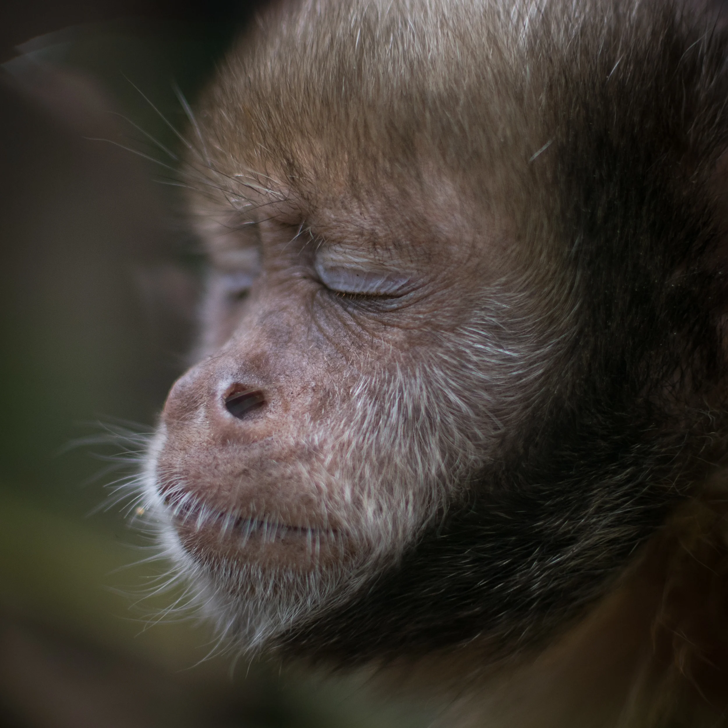 Yellow-Breasted Capuchin