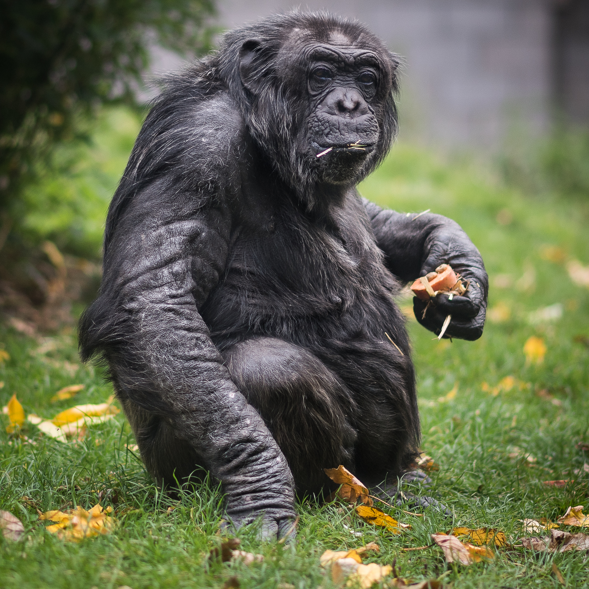 Autumn Chimpanzee