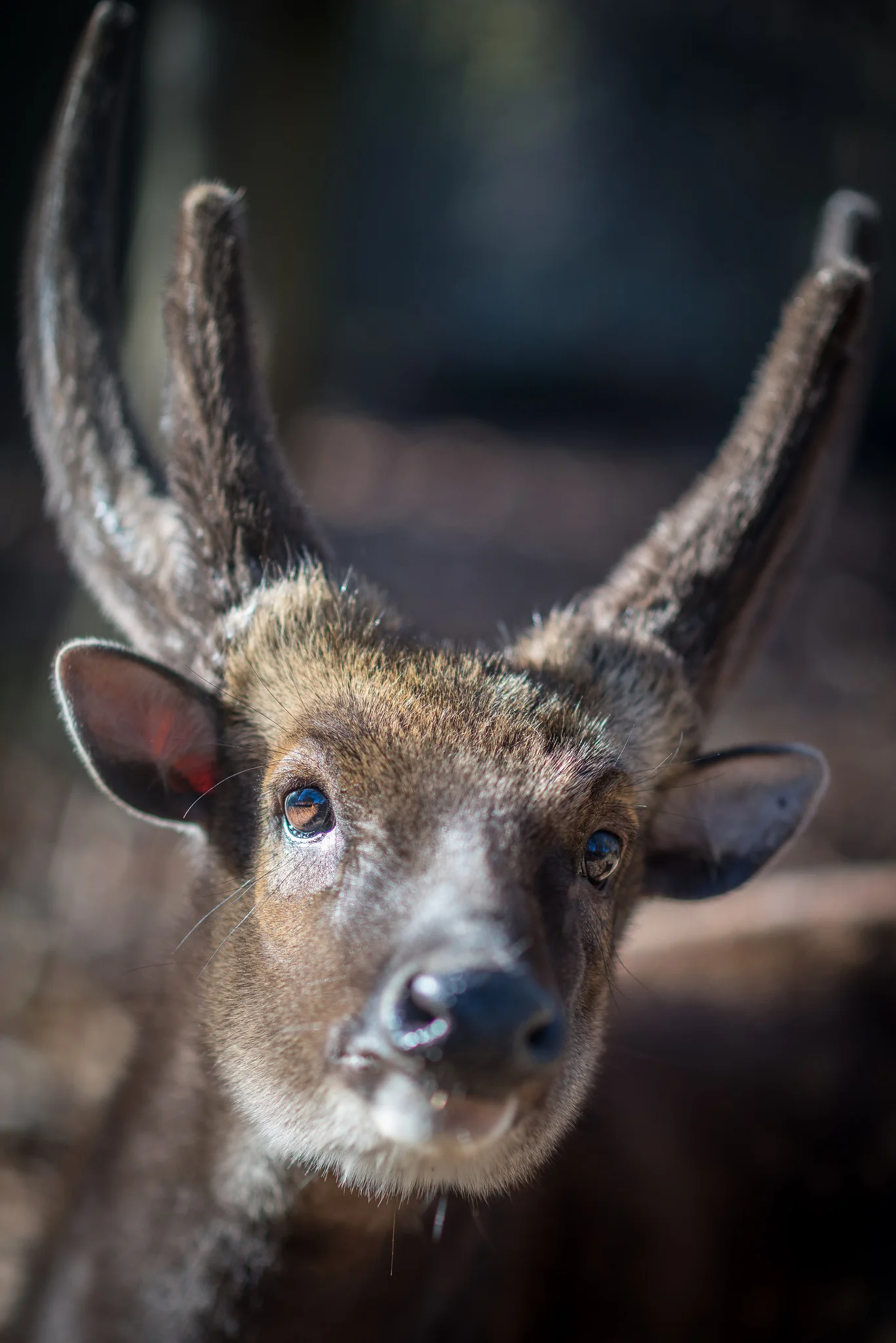 Kuhl's Hog Deer