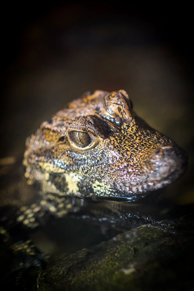West African Dwarf Crocodile