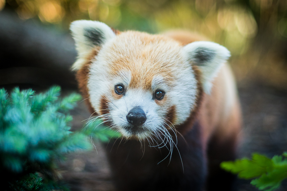 Red Pandas return to Edinburgh Zoo