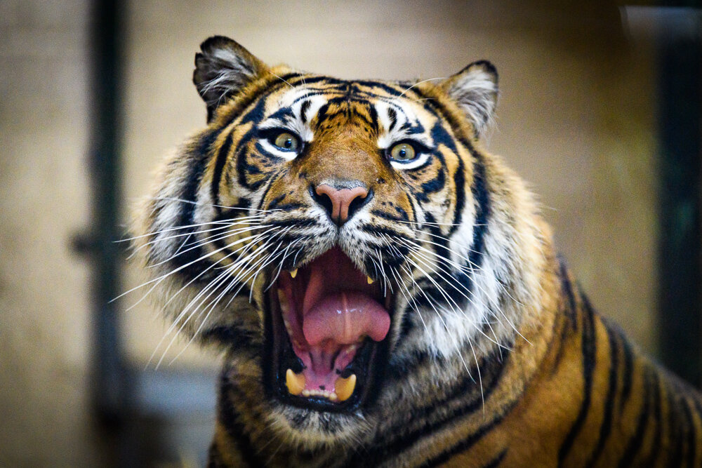 Lucu the Sumatran Tiger arrives at Edinburgh Zoo