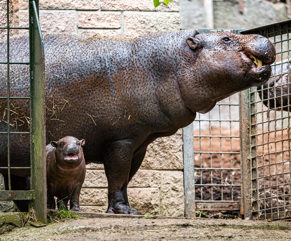 Birth of Amara, baby Pygmy Hippo at Edinburgh Zoo
