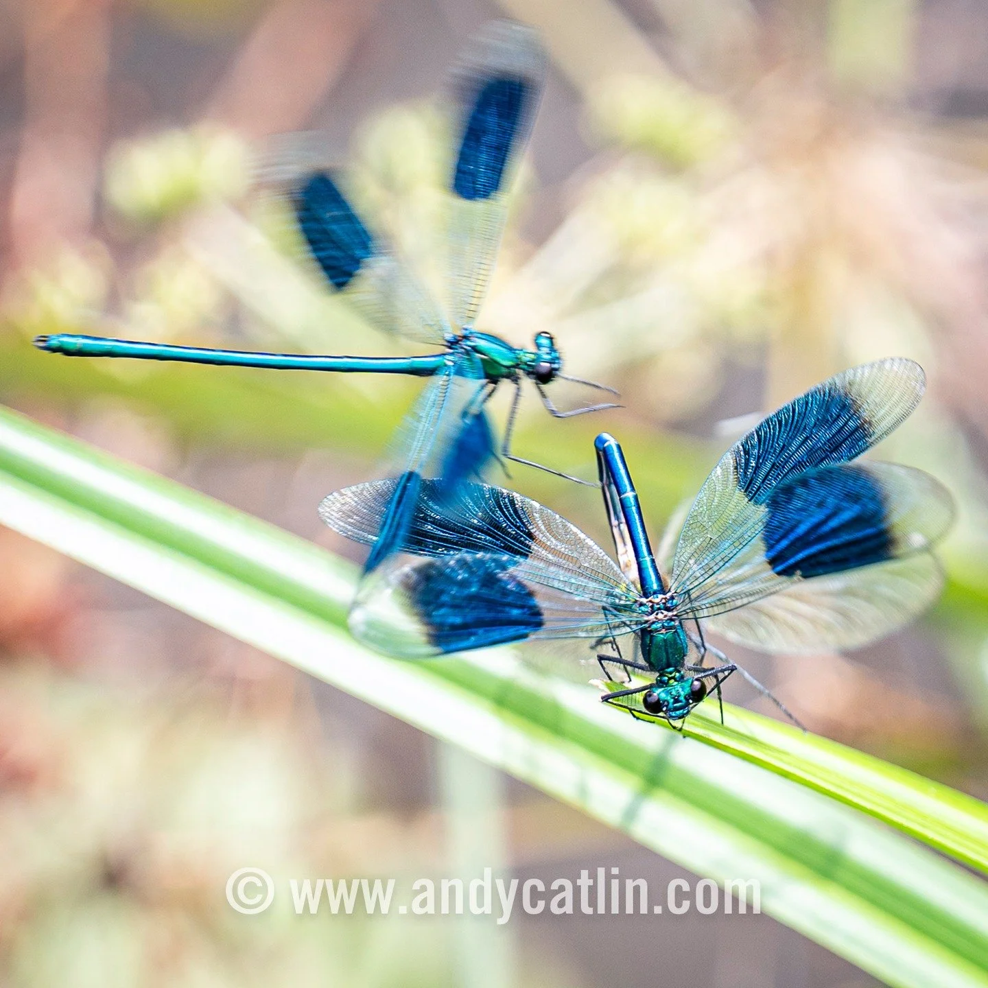Wild afternoon on River Usk watching frisky Beautiful Demoiselles making baby Beautiful Demoiselles with epic aerial battles and strong yoga postures 😯