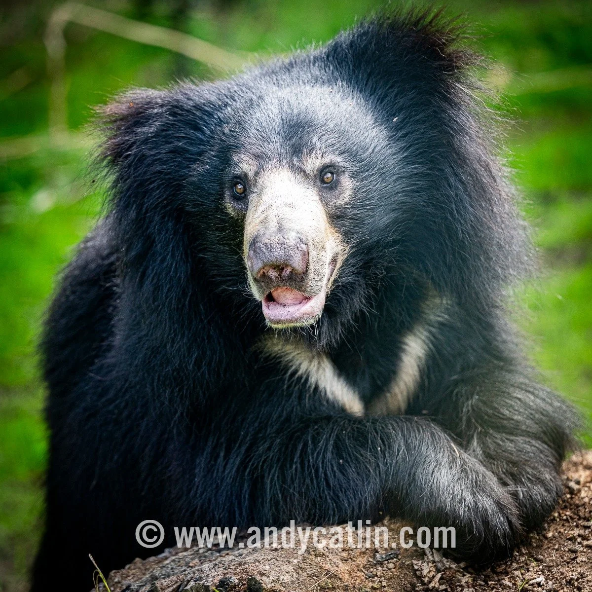 Some of @edinburghzoo residents regretting their evolutionary wardrobe choices in the Scottish sunshine with dreams of Factor 50 for the Sloth Bear, Pallas's Cat, Crowned Lemur and Scottish Wildcat.