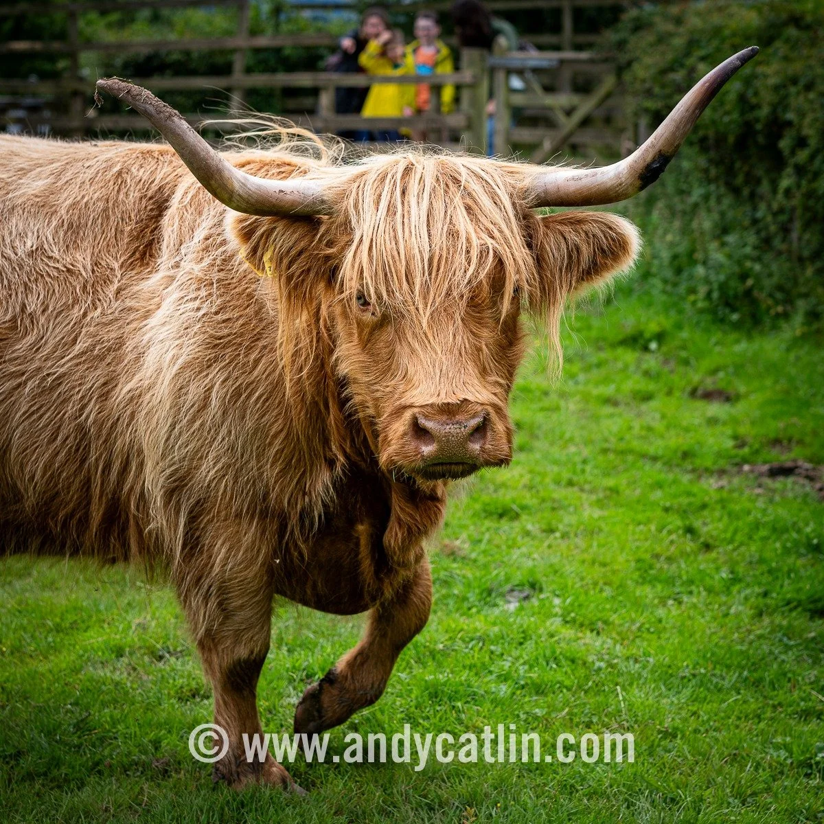 Brought my best coo, horse &amp; pig whispering skills to today's photography at @nationalmuseumsscotland National Museum of Rural Life. Some participants were more engaged than others... 😀