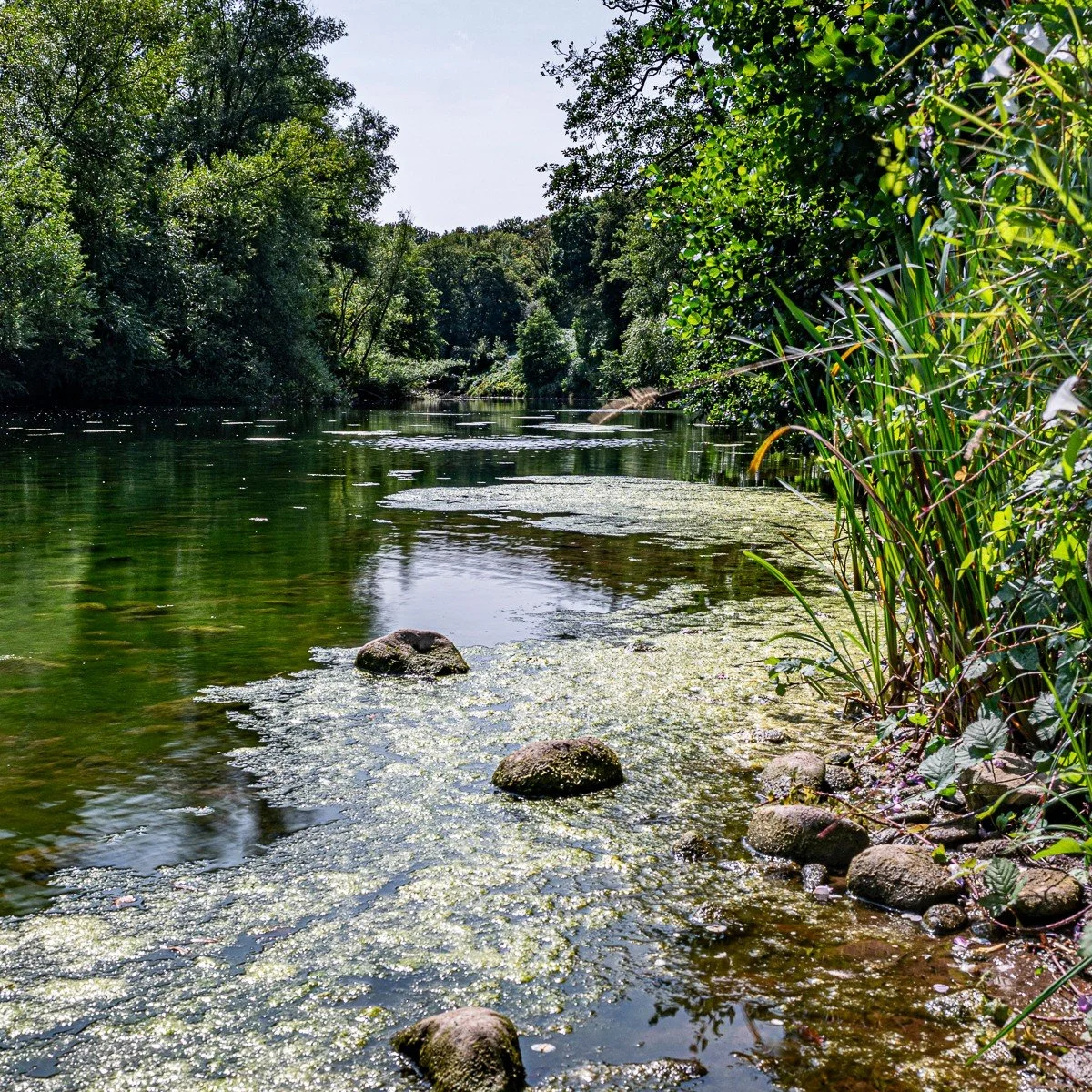This might look idyllic but this is the River Usk at Graig y Pandy beginning to choke on algal blooms. Today Natural Resources Wales @natreswales declared a drought after the driest six months recorded in almost 50 years. The final photo is the strea