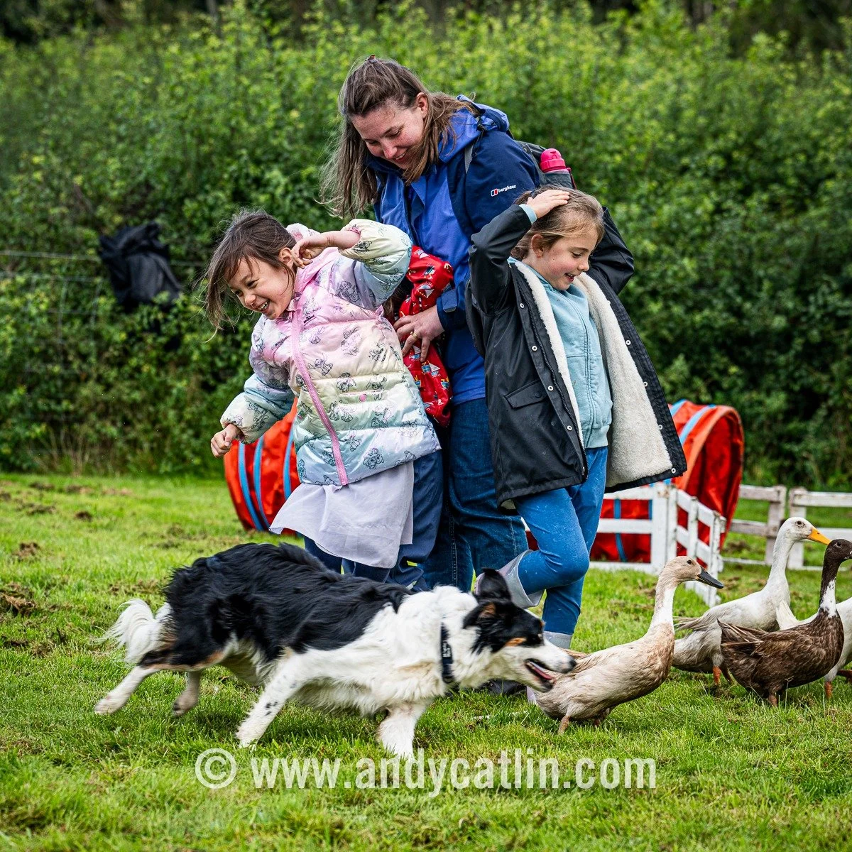 How Saturday Starts: fun times at today's Dogs &amp; Ducks event at @nationalmuseumsscotland National Museum of Rural Life when visitors got turned into a slalom course for a border collie and its flock of Indian Runner Ducks 😂