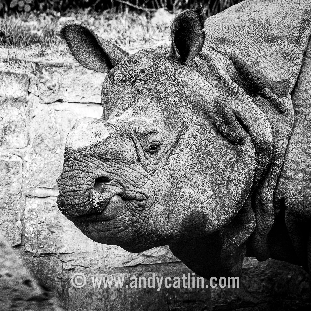 Last visit to see loveable doofus Qabid, the greater one-horned rhinoceros at @edinburghzoo, before he says au revoir for pastures new. During his time in Edinburgh he got his head stuck in both a feed bucket and a tractor tyre so he's sure to make a