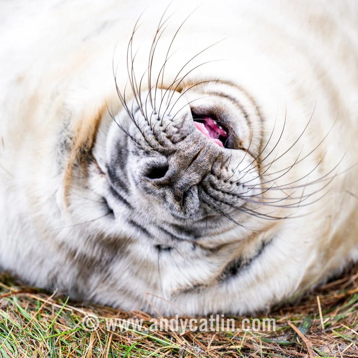 Heartwarming to see the thriving grey seal colony at St Abb&rsquo;s Head National Nature Reserve today and a big shout out to the @nationaltrustforscotland team for their light-touch stewardship and fab information 👏