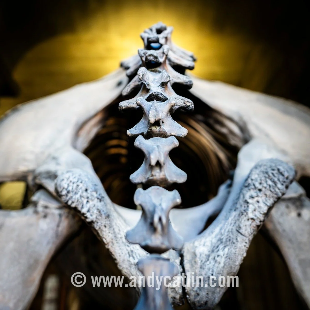 Alternative Valentine's Day fun at @edinburghmedicalschool Anatomical Museum's heart-themed Public Open Day as part of their 300th anniversary celebrations (and way better than overpriced petrol station chocs'n'flowers 😍)