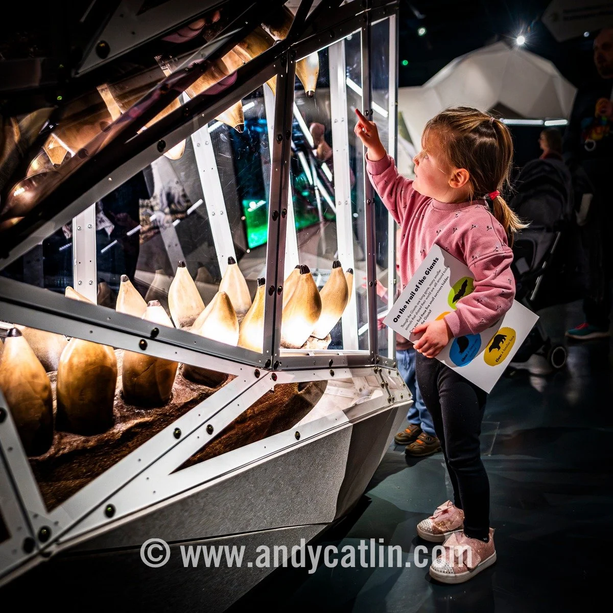 My, what big teeth you have! Sneak preview encounter with Livyatan melvillei at the excellent 'Giants' exhibition at @nationalmuseumsscotland which showcases the colossal prehistoric creatures that lived after the extinction of the dinosaurs with lif