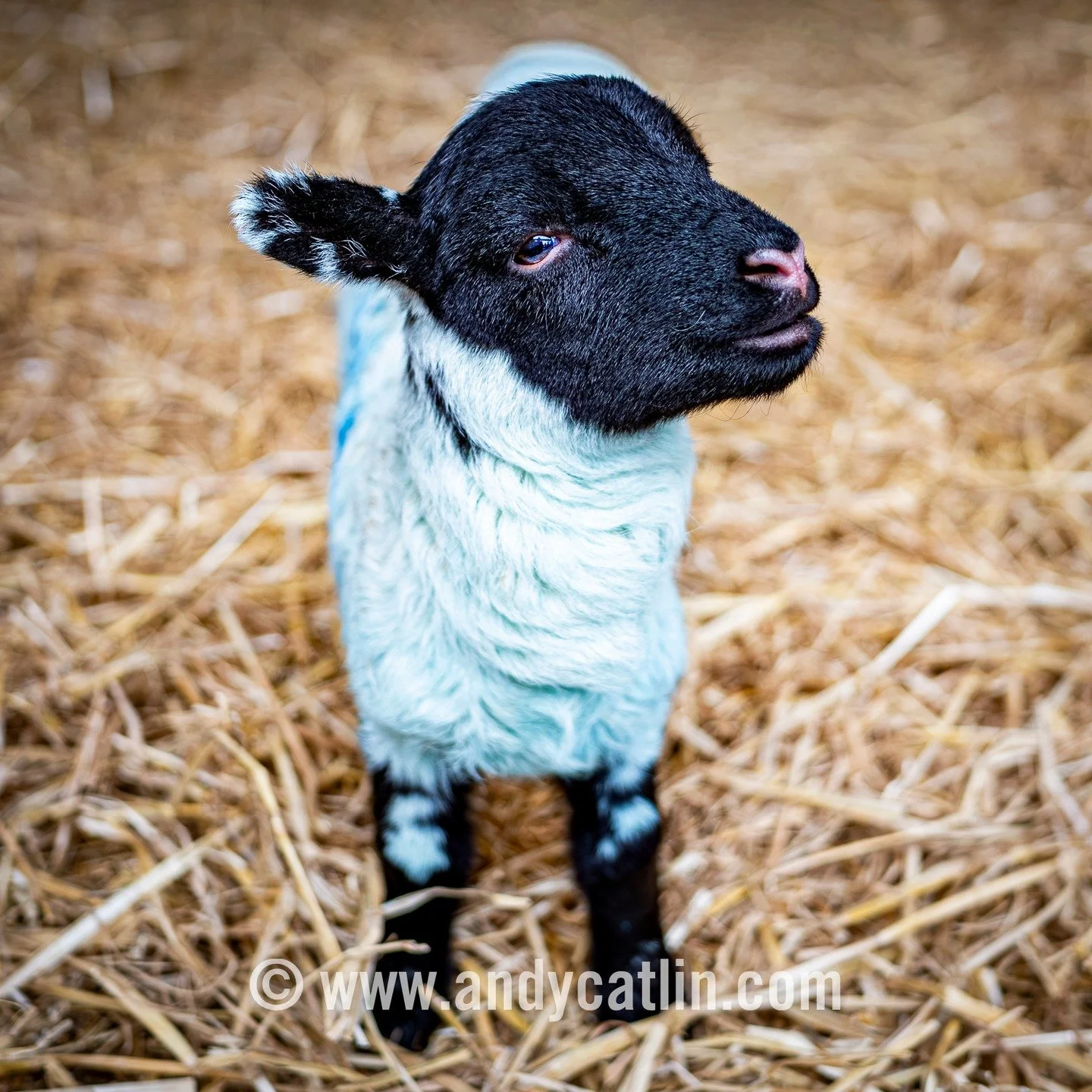 Some of today's models at the Spring Explorers events at National Museum of Rural Life were unconvinced by the photographer's requests 😂