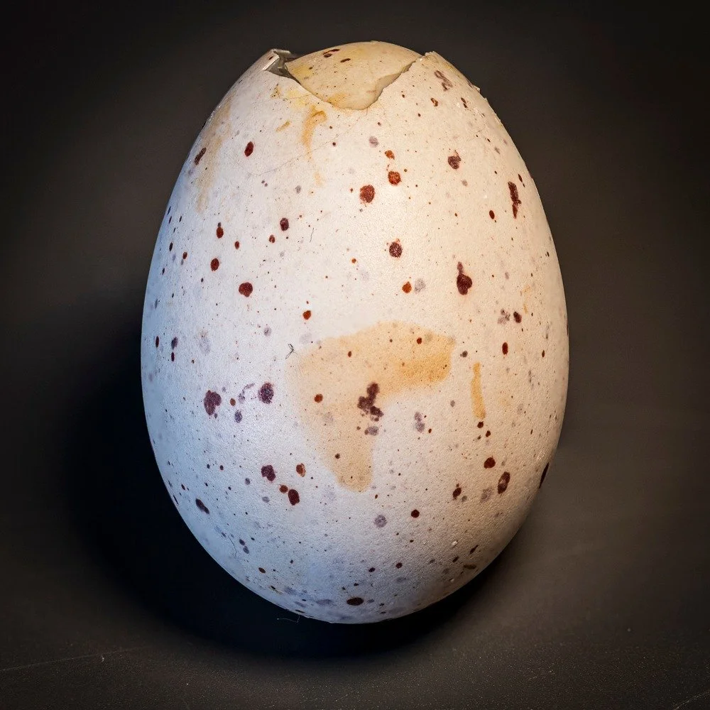 Sad / happy finding this egg on Water of Leith today (see final image) but struggling with an ID. Thought it might be a Great Tit's but at 40mm long, it's more like a Woodpigeon's. Any ideas?