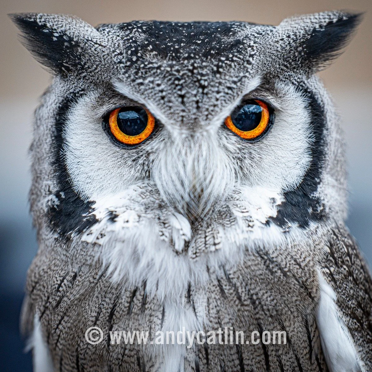 Fair to say not everyone was 100% onboard for today's portrait session at @edinburghzoo with some haughty disdain from Northern White-faced Owl, Southern Cassowary, Pallas's Cat and Drill 😀
