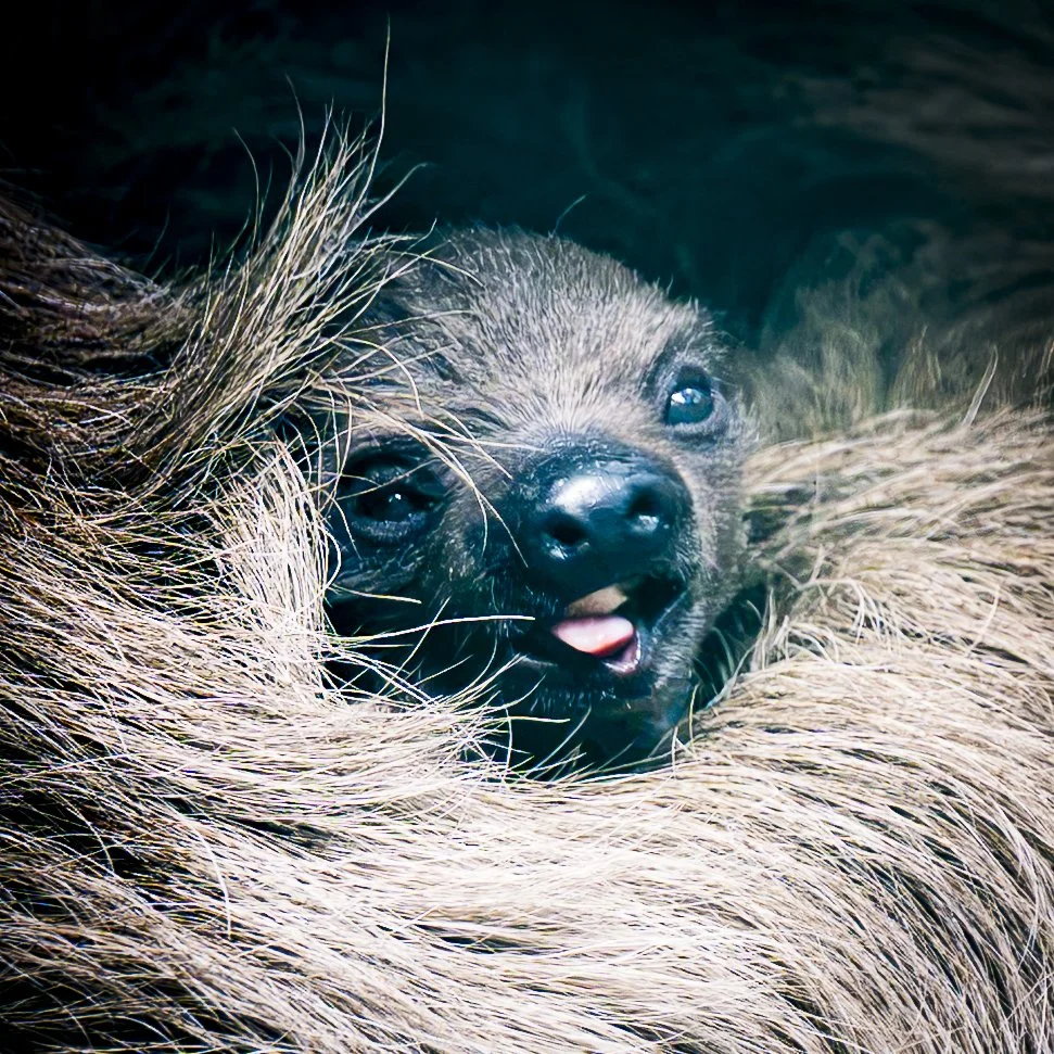 Atty the Baby Linne’s Two-toed Sloth • Edinburgh Zoo