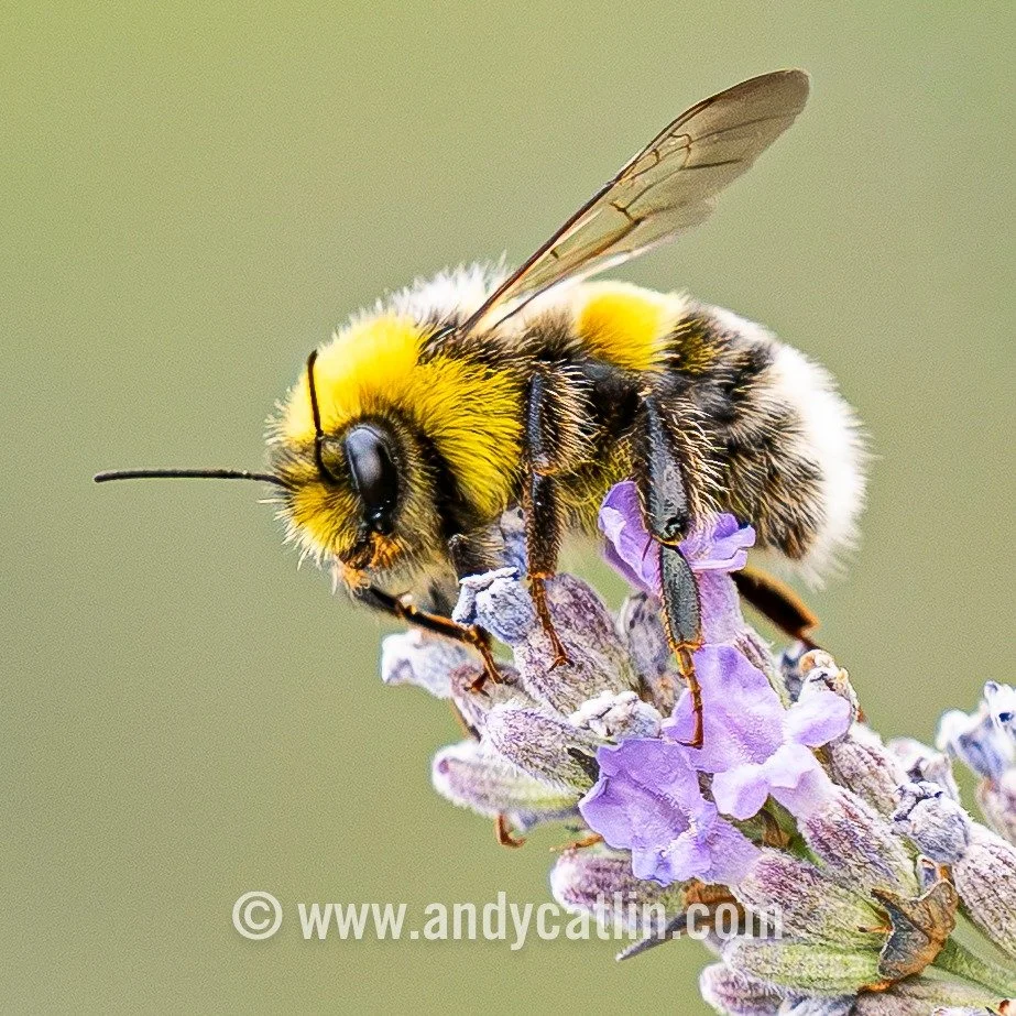 Currently choking through the Blaenavon wildfire smoke trail and hoping that it doesn't impact our small friends like this White-tailed Bumblebee or Golden-ringed Dragonfly 🤞