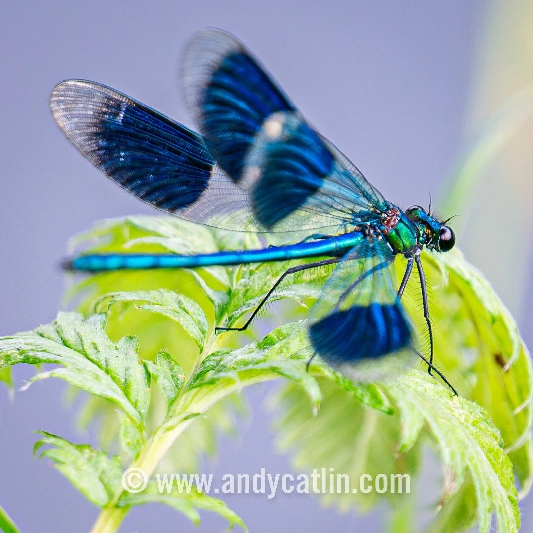Taking time with tiny things on the River Usk including Demoiselles &amp; Damselflies being flashy and aeronautically amorous whilst a Meadow Grasshopper keeps it covert.