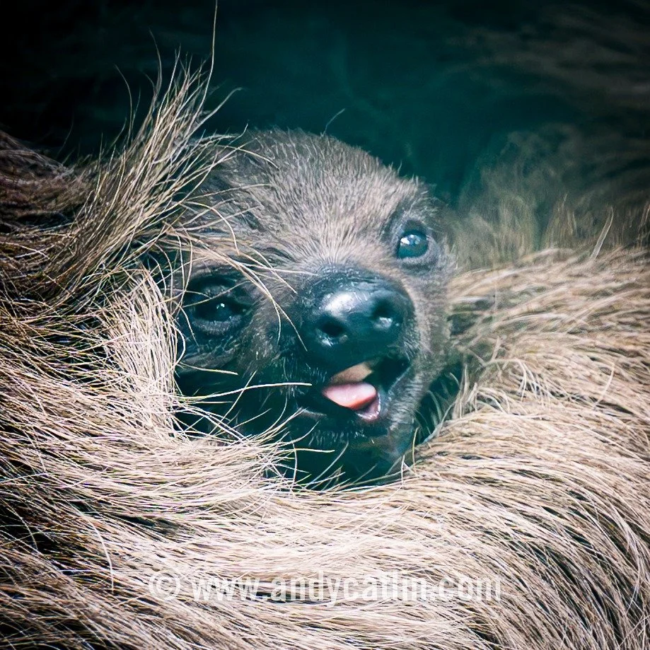 Mainly mouths at @edinburghzoo with lots of chops from Atty the Linne&rsquo;s two-toed baby sloth, binturong, cheetah and Southern pudu 😮