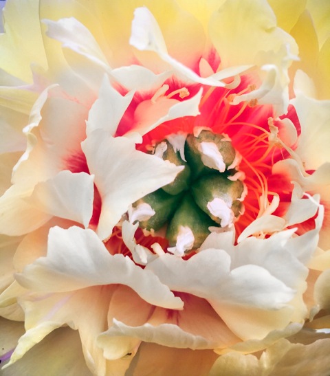 Peony