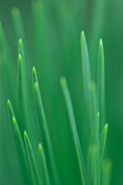 Blades of Grass