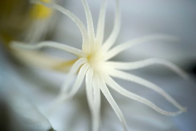 Night Blooming Cereus