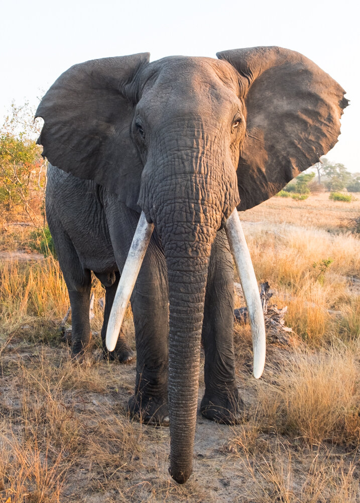 Elephant Head-On