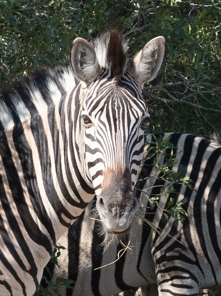 Zebra