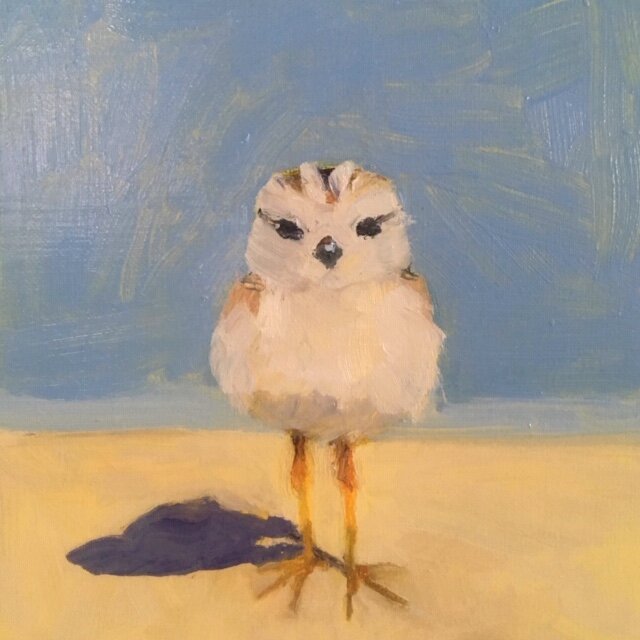 Plover Chick