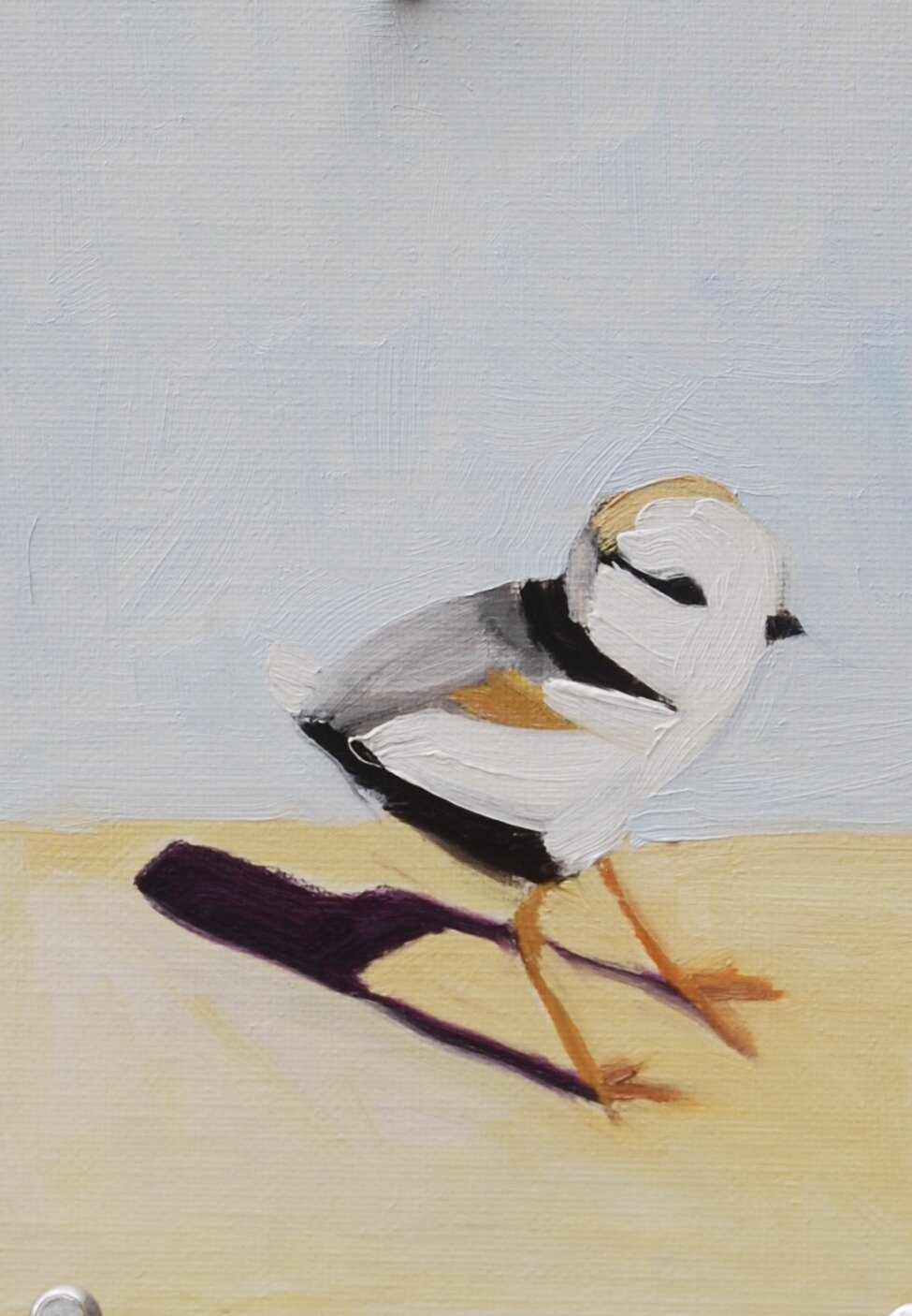 Piping Plover Chick #4
