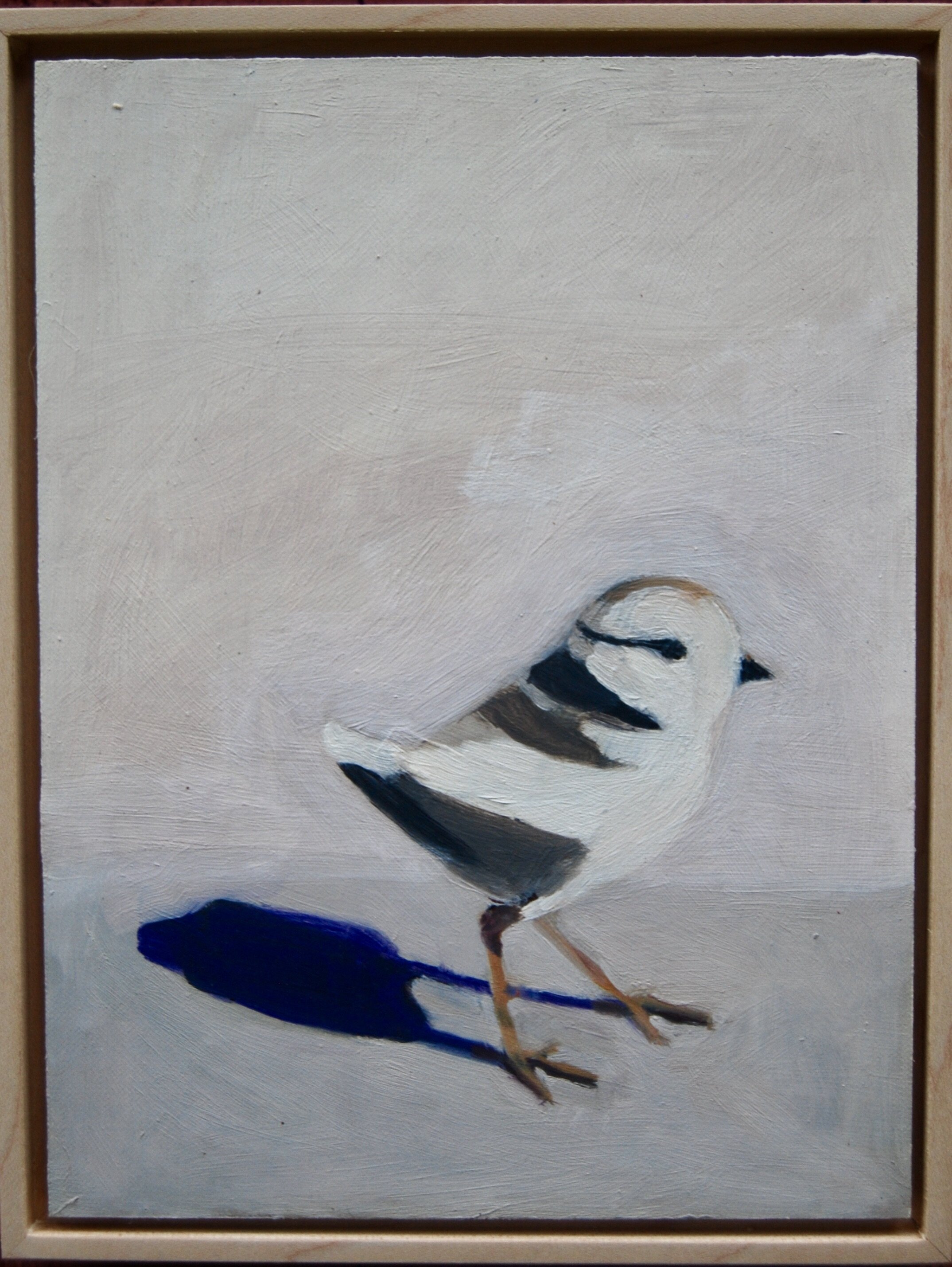 Plover, Sachuest