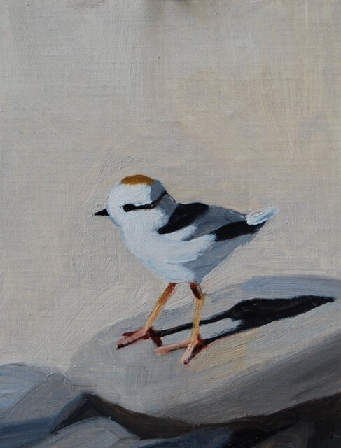 Plover with Rocks 2
