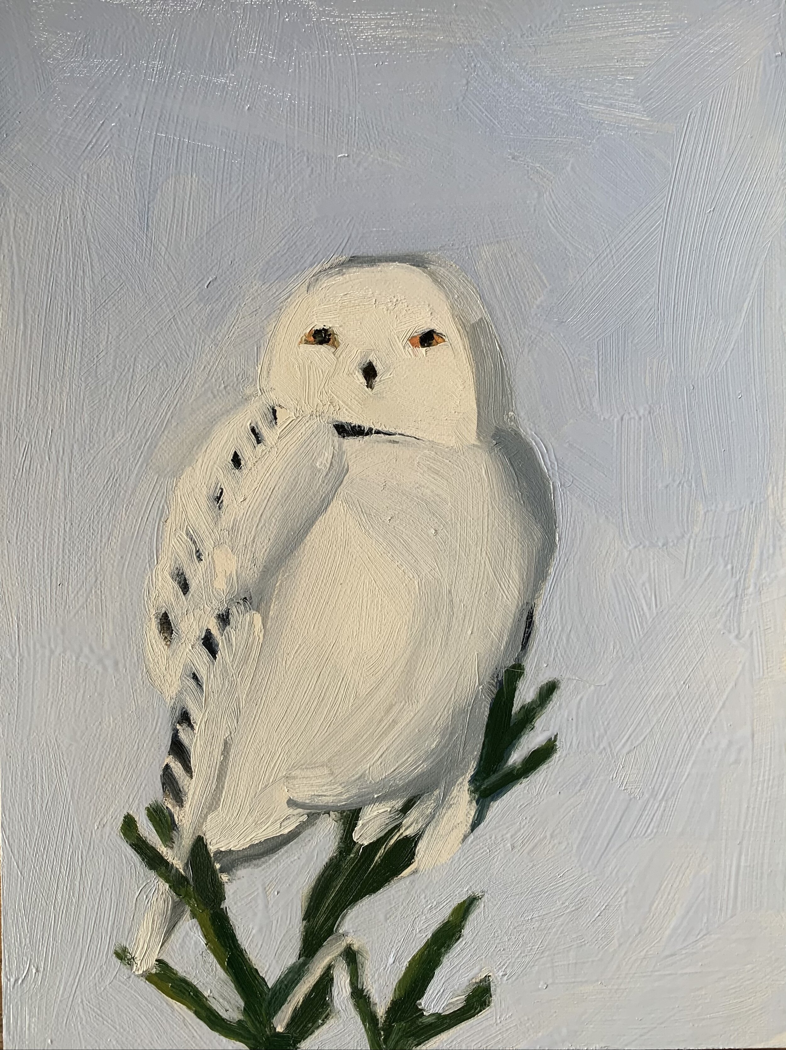 Snowy Owl, Spruce