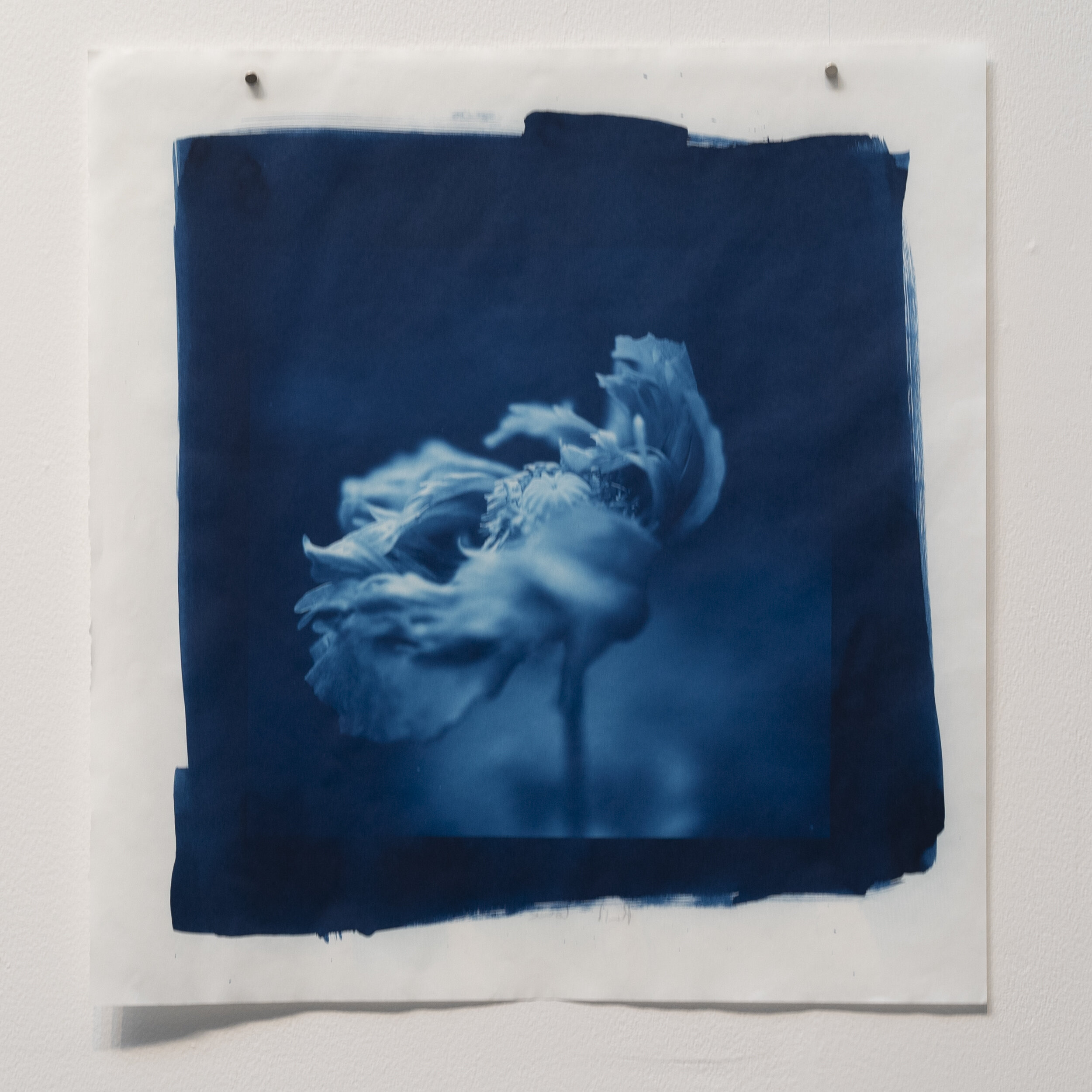 Cyanotype