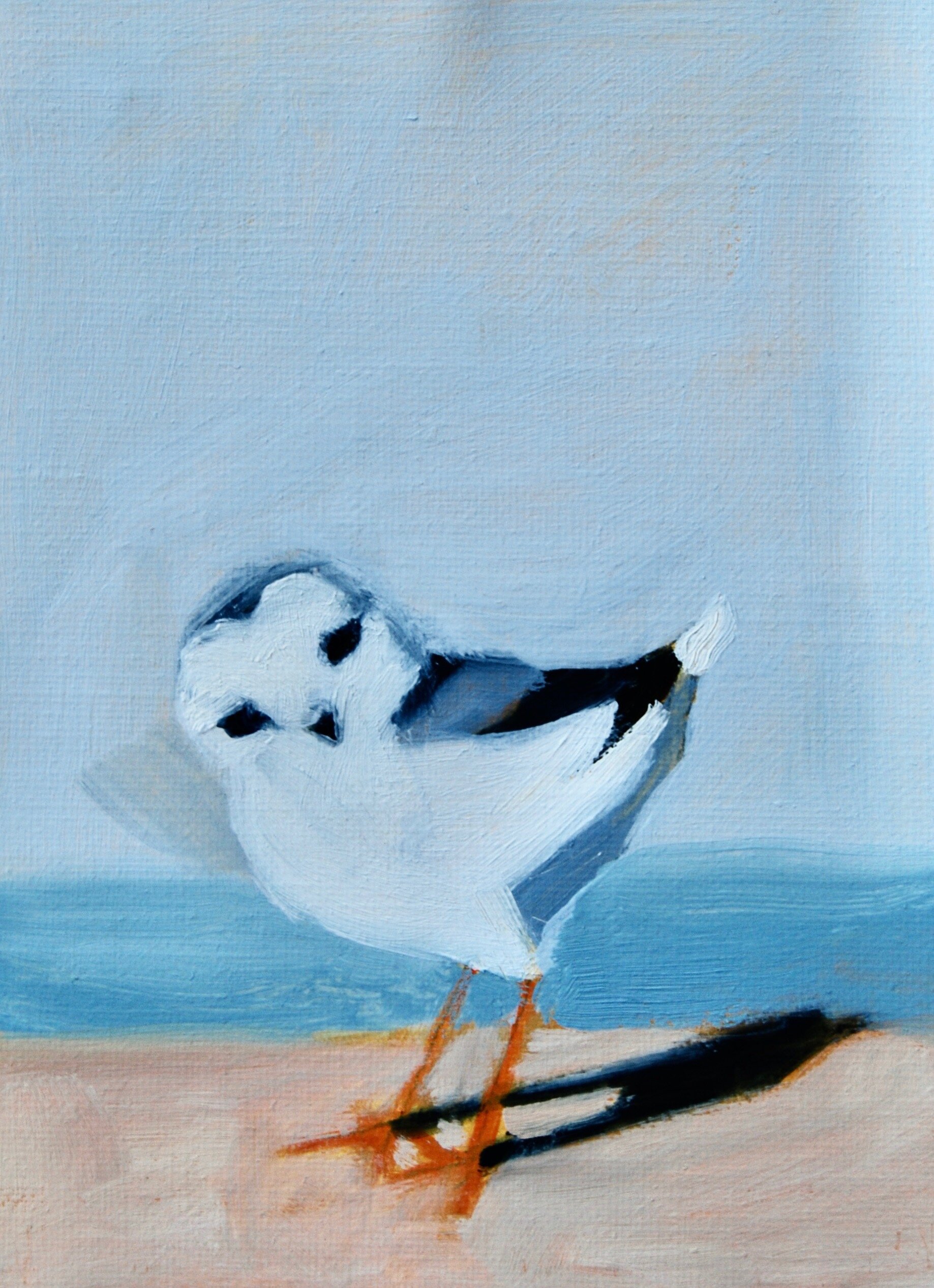 Piping Plover Sunrise