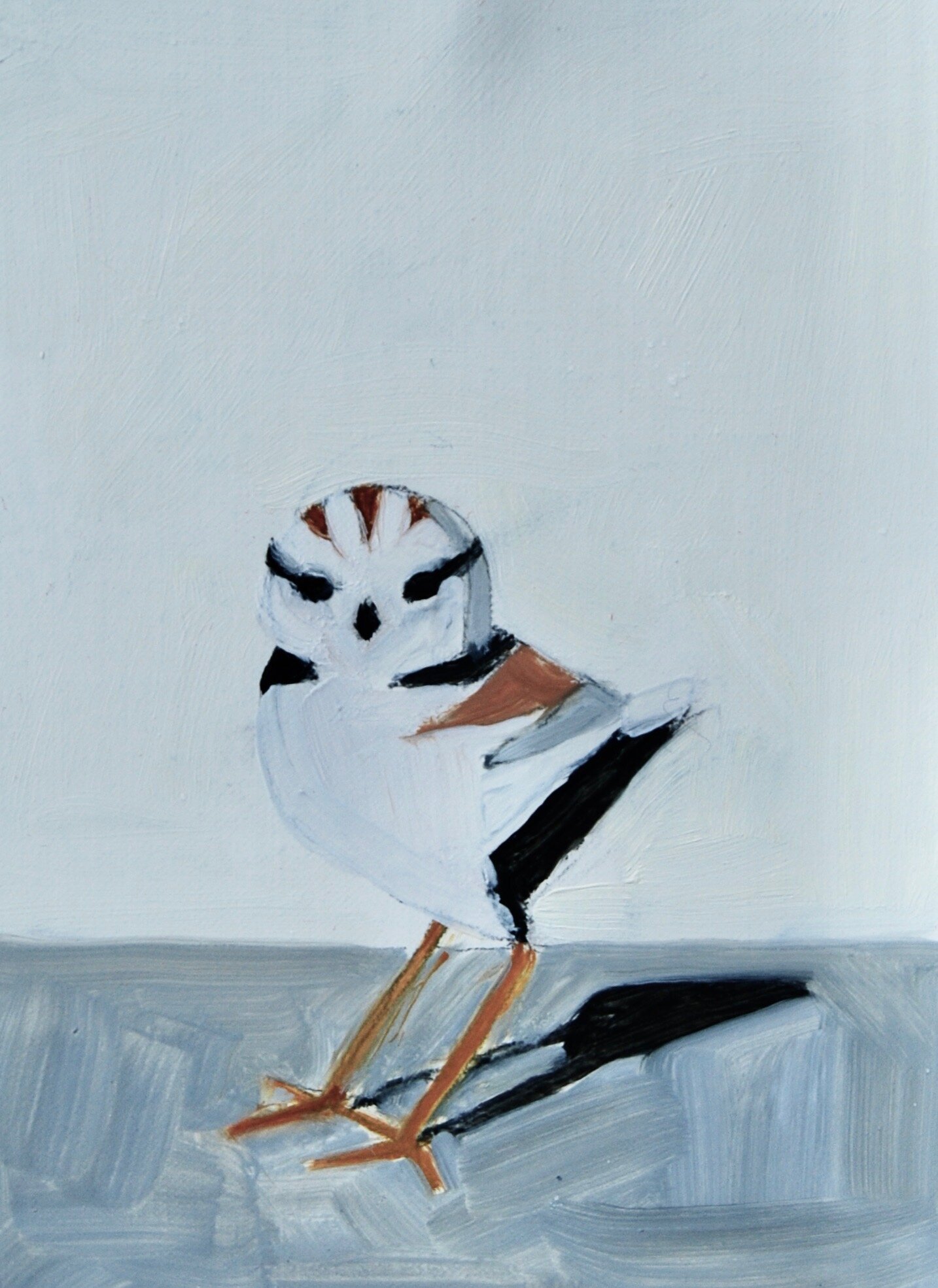 Piping Plover, Black Sand